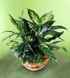 (image for) EXOTIC GREEN PLANT ASSORTMENT