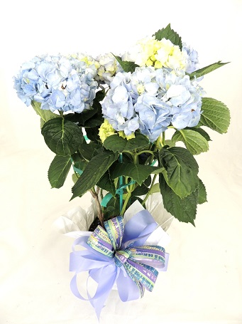 (image for) Hurray for Hydrangeas - Click Image to Close