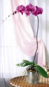 (image for) PHALAENOPSIS ORCHID PLANT