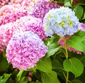 (image for) Hydrangea
