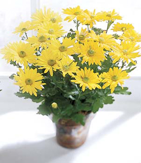 (image for) MUMS FOR MOM ( OR ANYONE ELSE).