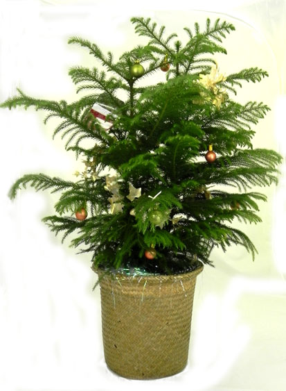 (image for) MEDIUM NORFOLK PINE TREE